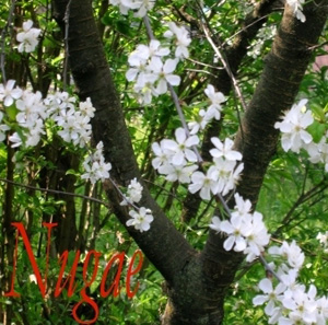 Nugae - cover